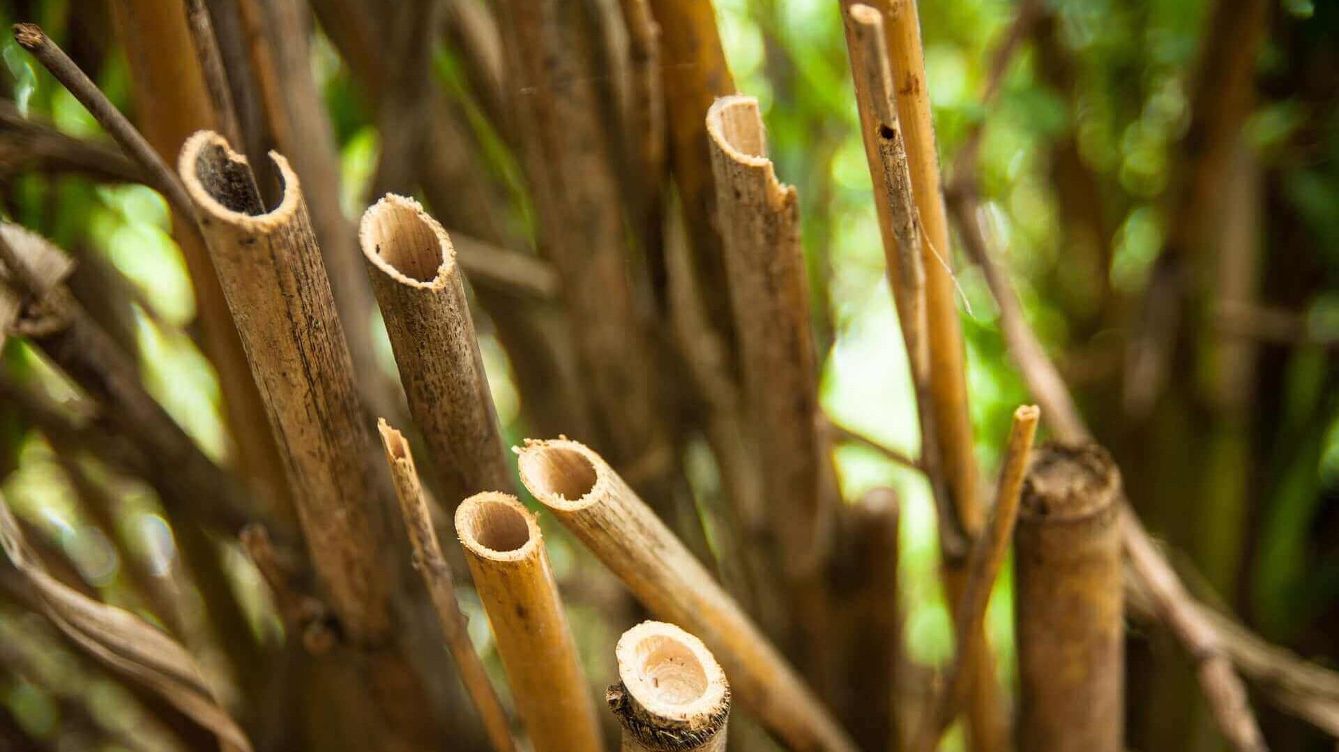 Pourquoi utiliser des pailles en bambou ?