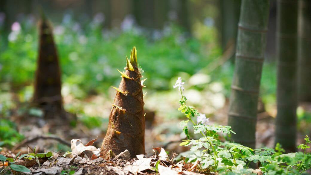 10 Chiffres qui Prouvent que le Bambou Sauve la Planète