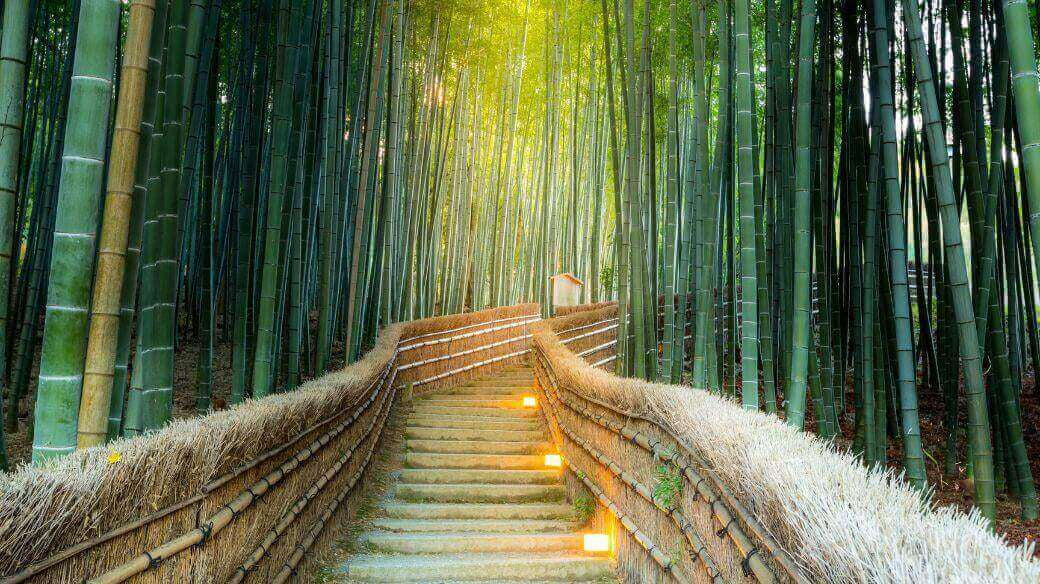 Le Bambou : De l'histoire ancienne à l'alternative moderne