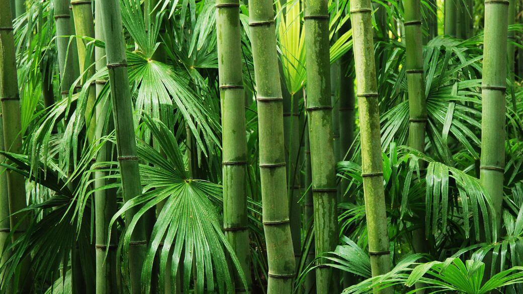 Comment le Bambou aide à lutter contre le changement climatique