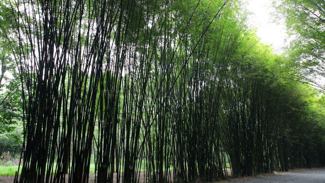 Bambou et Développement Durable : Un Choix Écologique Essentiel