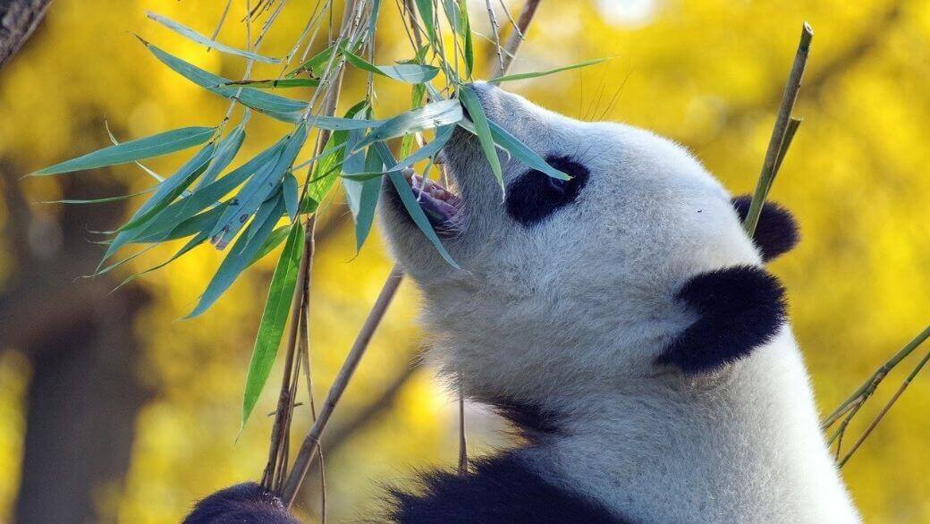 Les multiples bienfaits du bambou