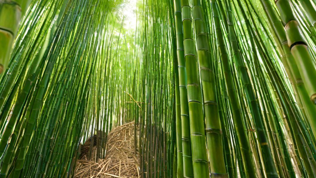 L'impact du bambou sur la biodiversité: un allié vert pour notre planète