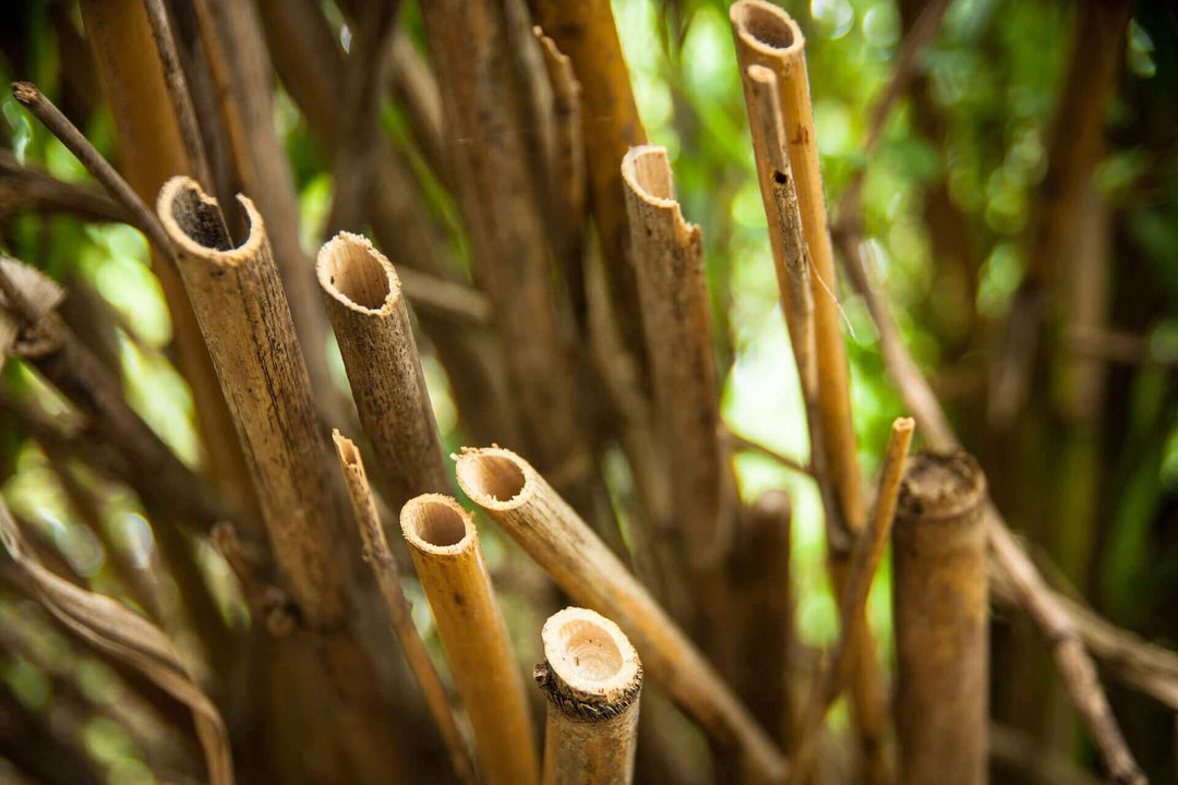 Pourquoi utiliser des pailles en bambou ?